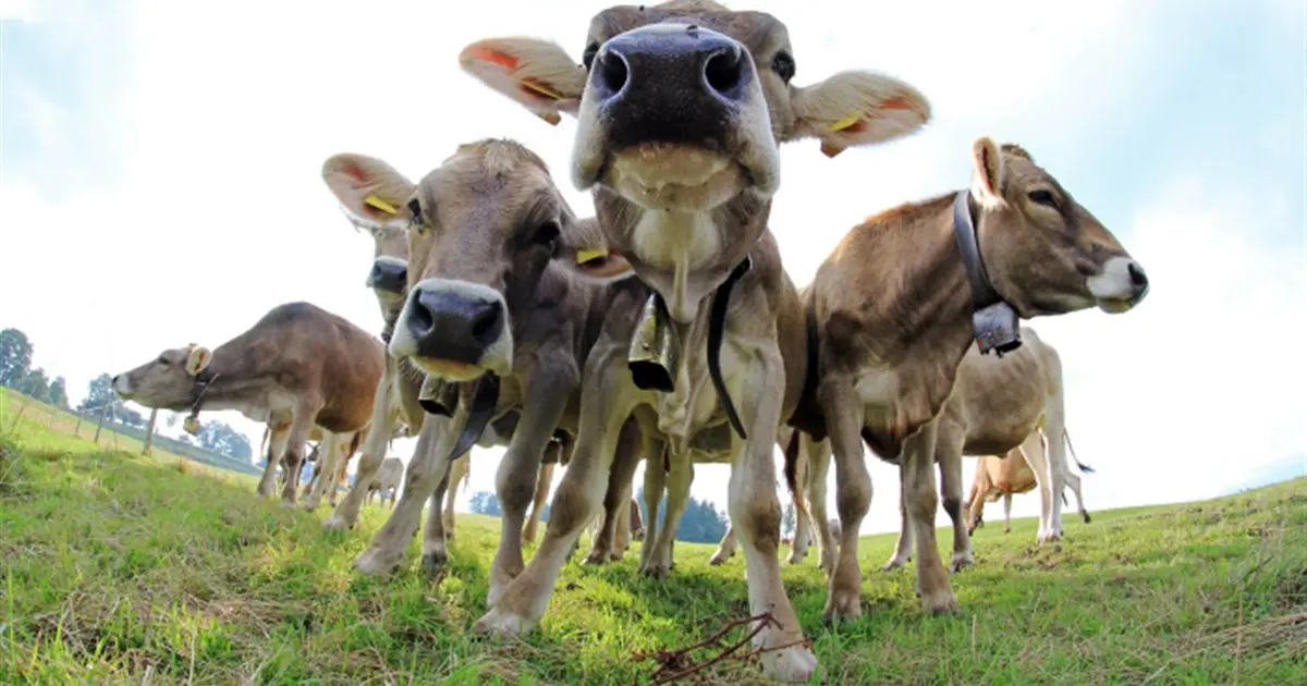 ¿Qué pasa cuando las aves se alborotan? - Que nos avisan los animales que pasa cuando las aves se alborotan - Que nos avisan los animales