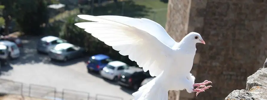 Cagada de pájaro ¿Qué número es? - Qué número es soñar con animales cagada de pajaro q numero es - Qué número es soñar con animales
