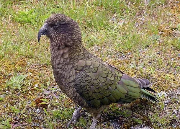 loro tiene olor feo - Qué olor tiene el loro