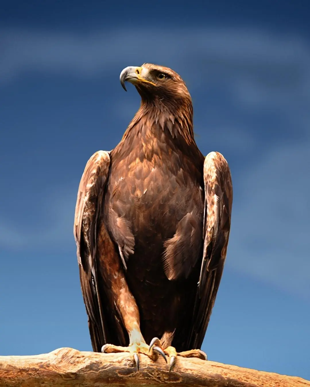 aguila dorada ave argentina - Qué otro nombre recibe el Águila Dorada