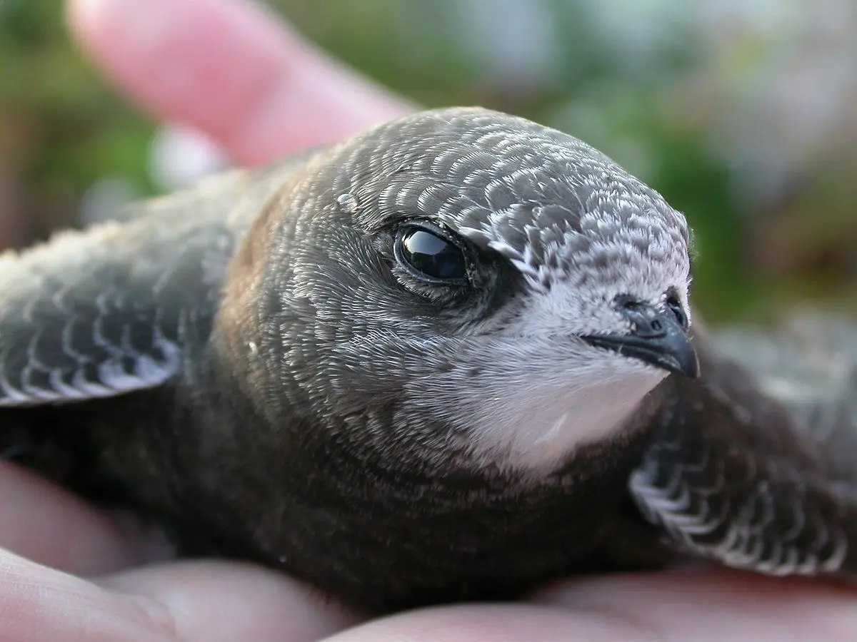 avión pájaro especie de vencejo - Qué otro nombre tiene el vencejo