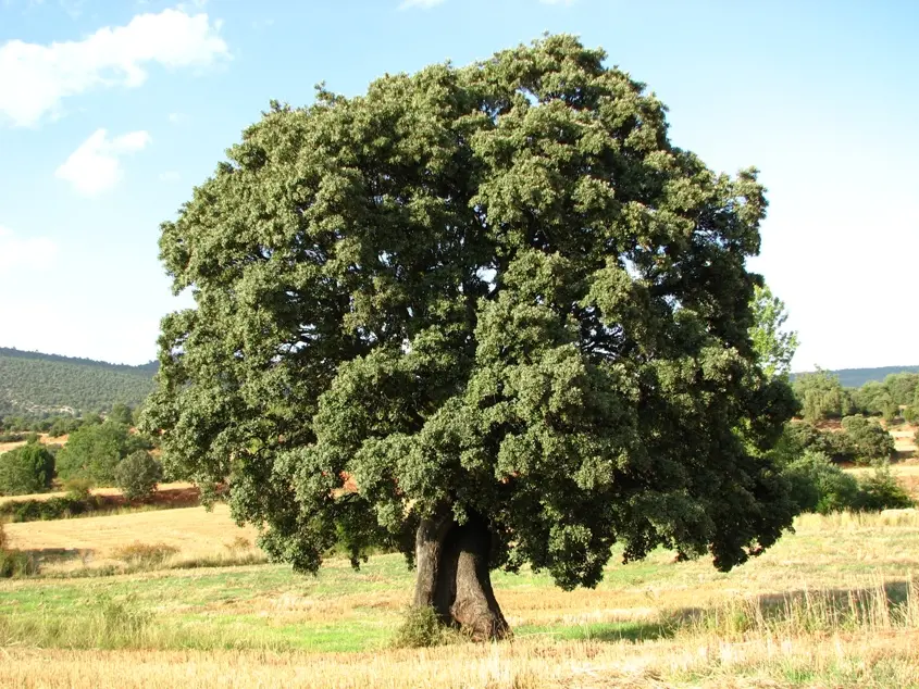 carrasca tipo de pájaro - Qué otro nombre tiene la carrasca