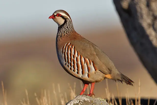 ave galliforme parecida a la perdiz - Qué otro nombre tiene la perdiz