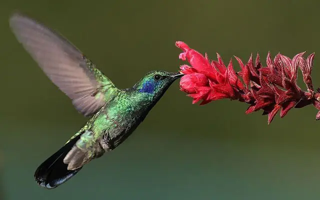 agentes polinizadores como aves - Qué otros animales son polinizadores