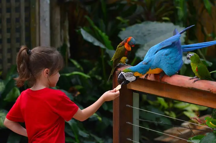 aves de casa - Qué pájaro adoptar
