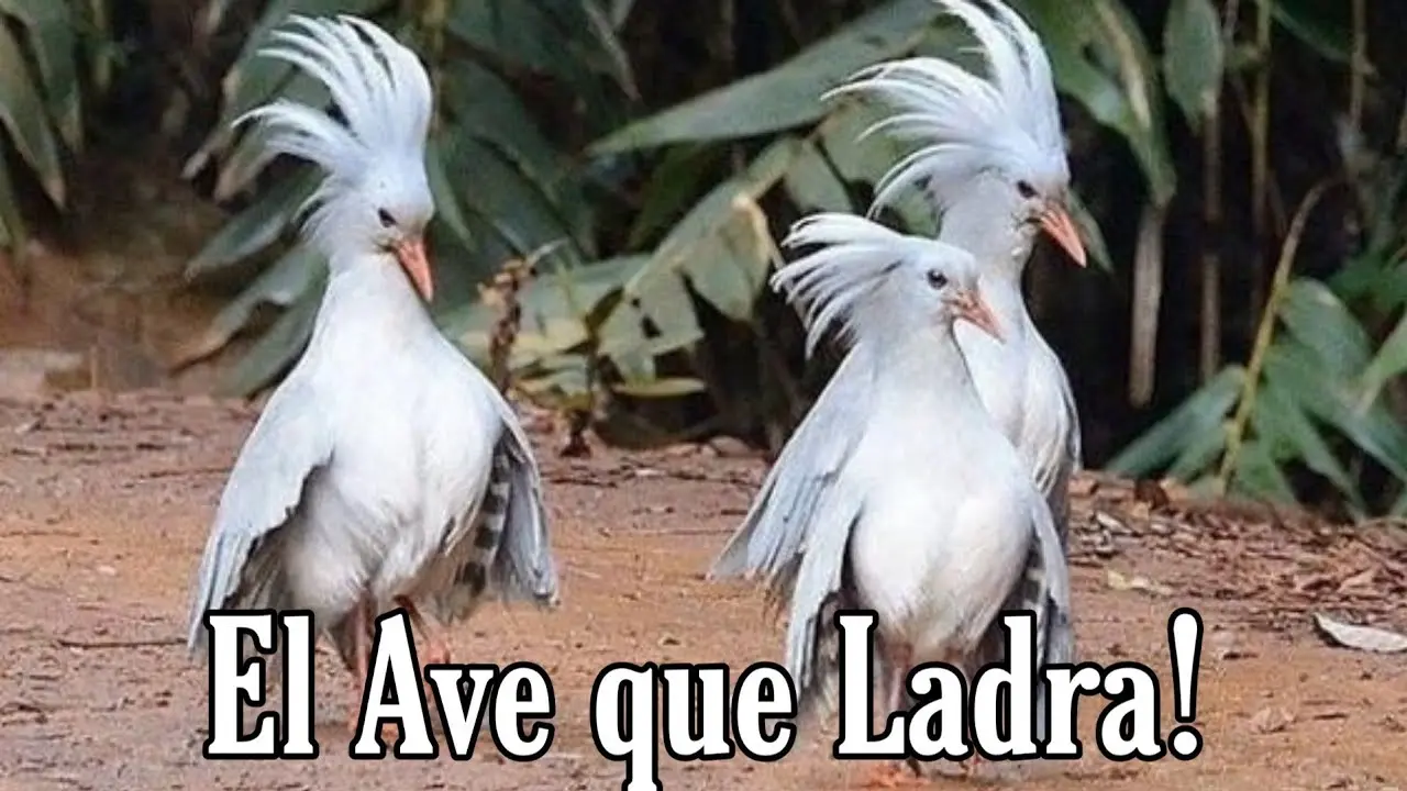 pajaros que ladran - Qué pájaro canta como perro