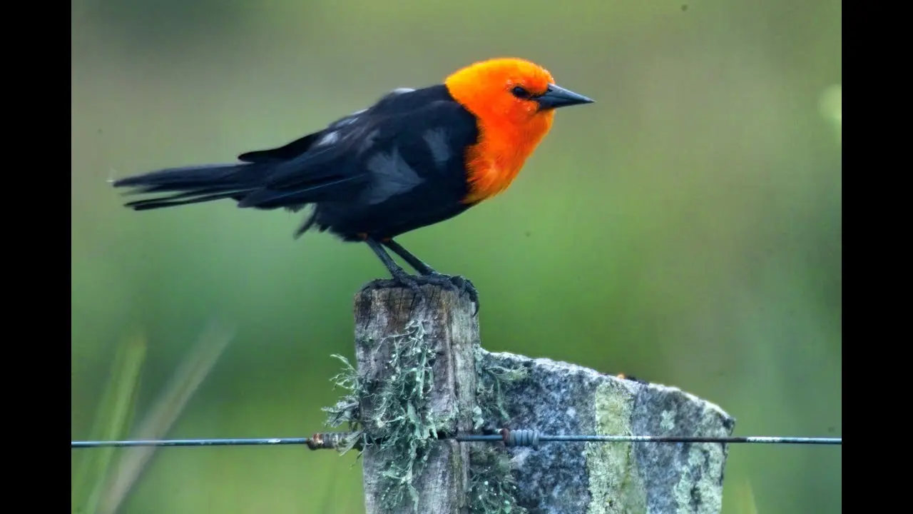 ave que canta agudo - Qué pájaro canta con un silbido