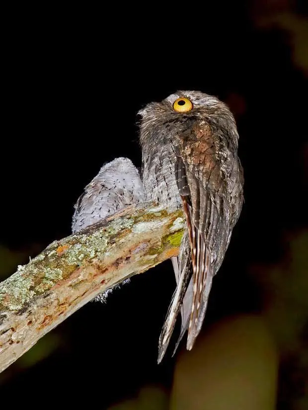 aves nocturnas de venezuela - Qué pájaro canta de noche en Venezuela