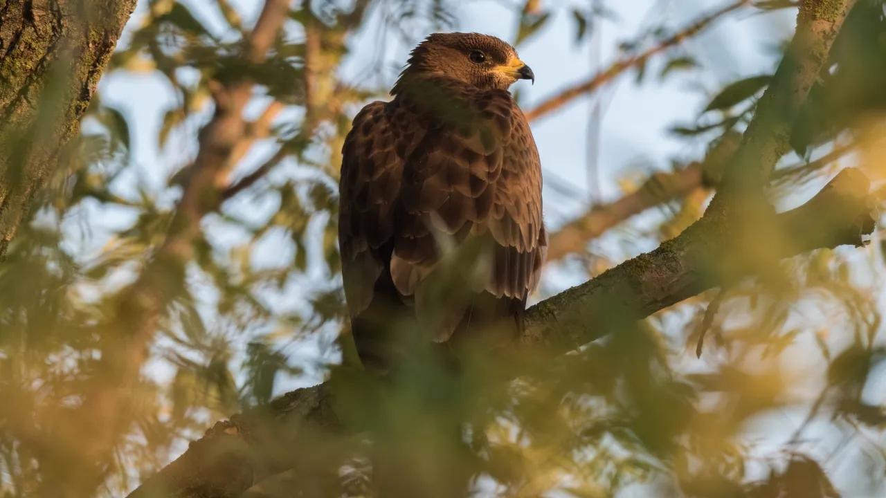 abejero ave rapaz - Qué pájaro come Velutinas