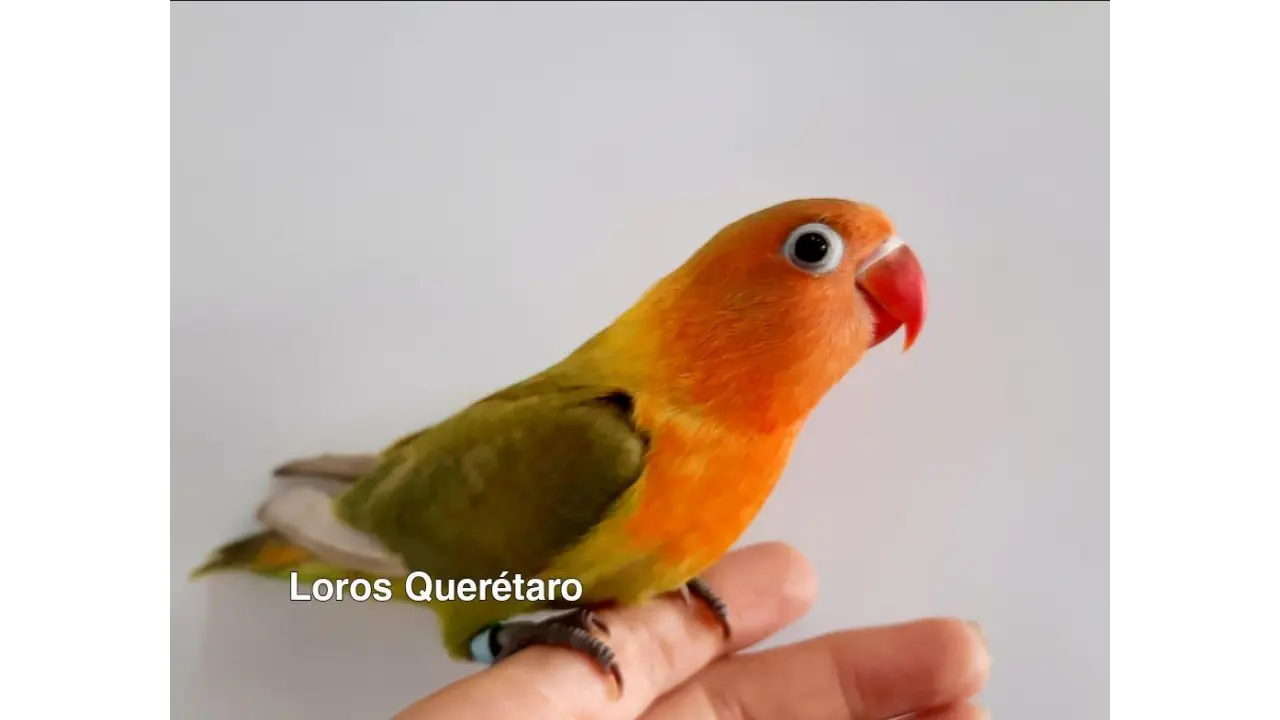 precio de aves exoticas - Qué pájaro es el más caro