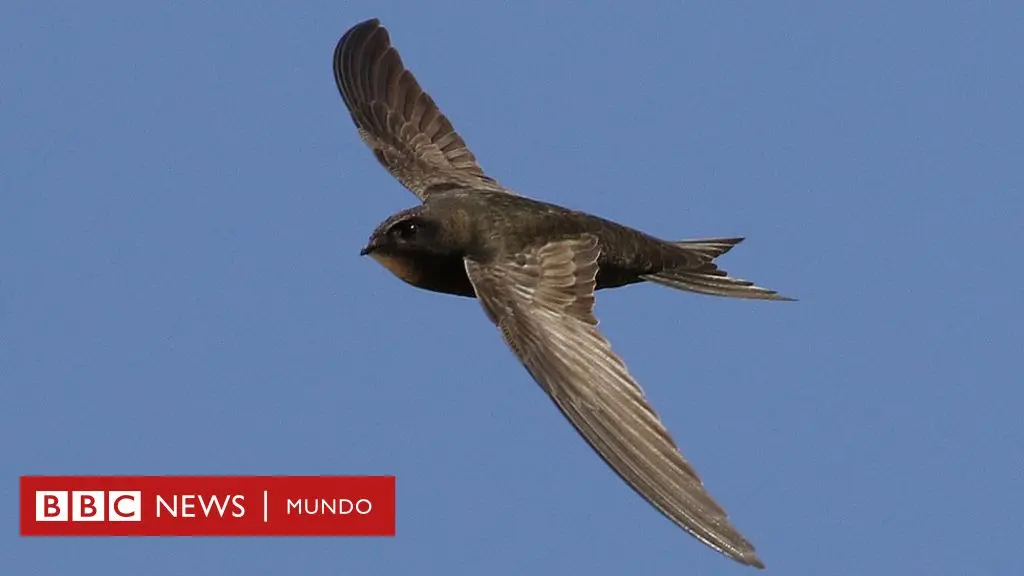 ave que dura mas tiempo volando - Qué pájaro puede pasar cientos de días en vuelo sin César