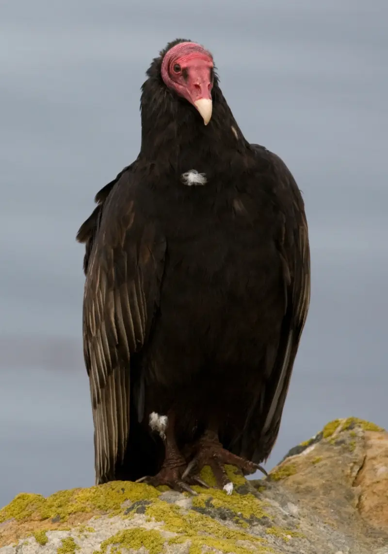 ave negra que se parece al condor - Qué pájaro se parece al cóndor