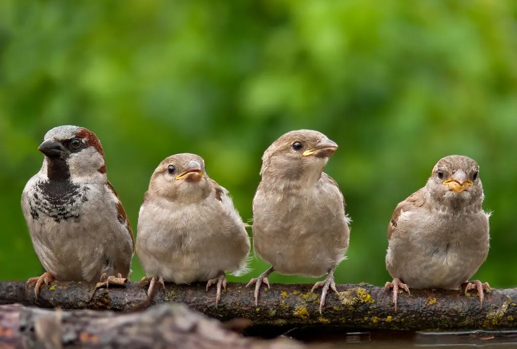 pajaros parecidos a los gorriones - Qué pájaro se parece al gorrión