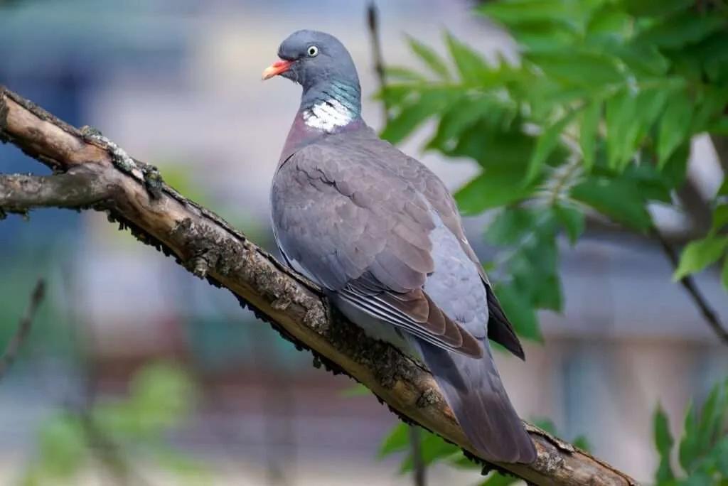 ave parecida a la paloma - Qué pájaro se parece al gorrión