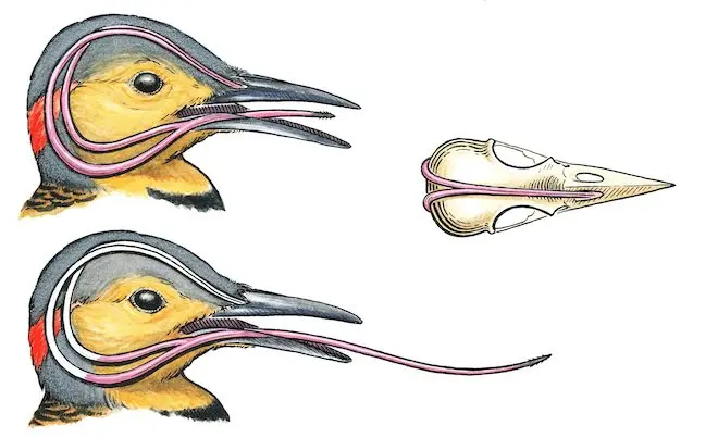 cuanto mide la lengua del pajaro carpintero - Qué pájaro tiene la lengua más larga