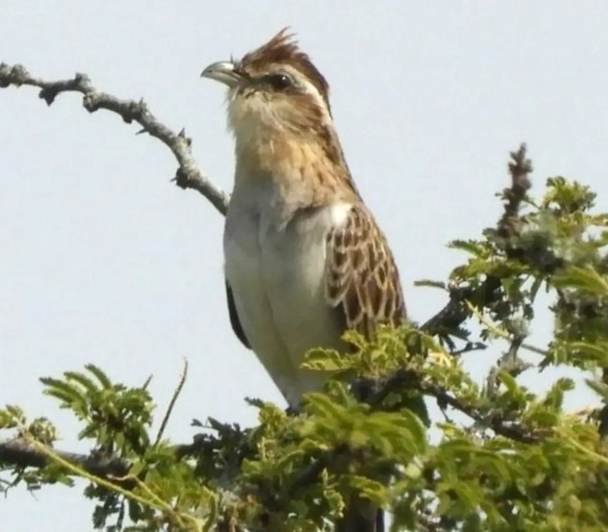 ave argentina verano canto prolongado - Qué pájaros cantan en verano