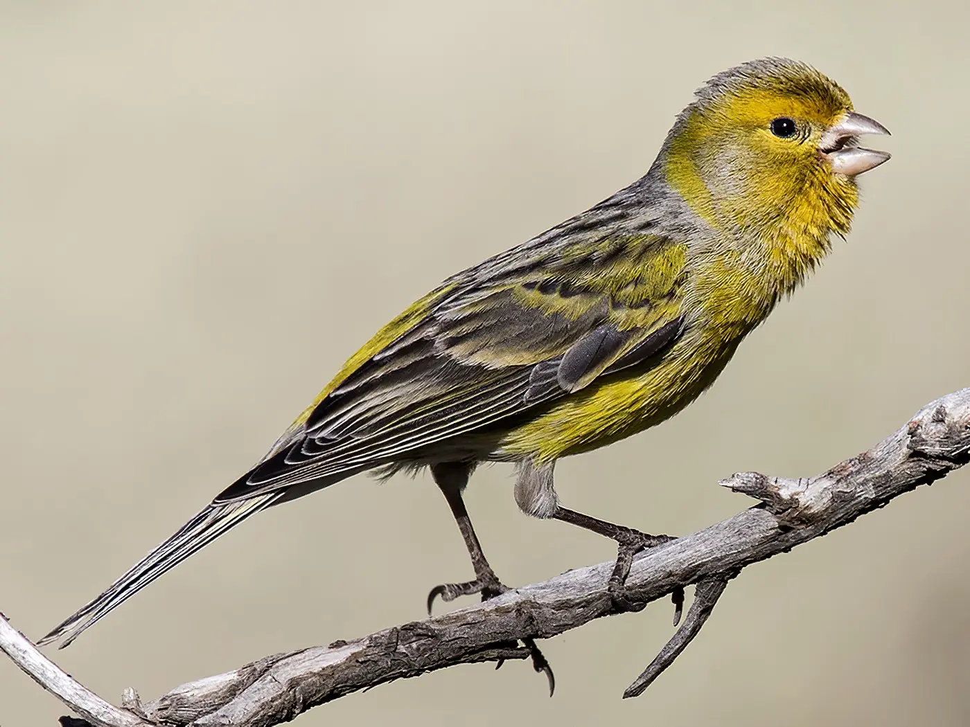 ave generalmente amarilla de las islas canarias y madeira - Qué pájaros hay en Gran Canaria