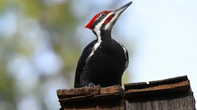 aves que comen insectos - Qué pájaros se alimentan de insectos