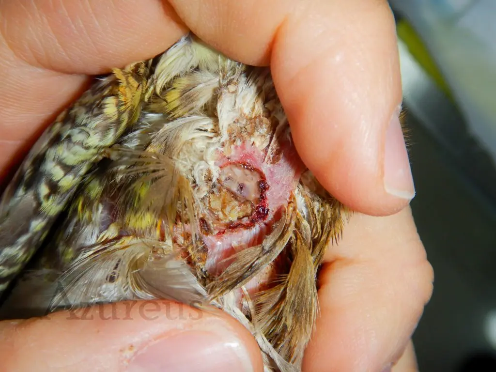 El Buche en las Aves: Una Parte Esencial para su Digestión - Qué parte del animal es el buche buche pajaros - Qué parte del animal es el buche