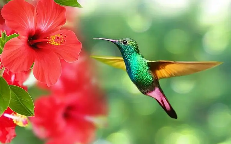 el colibri es un ave migratoria - Qué pasa con los colibríes en invierno