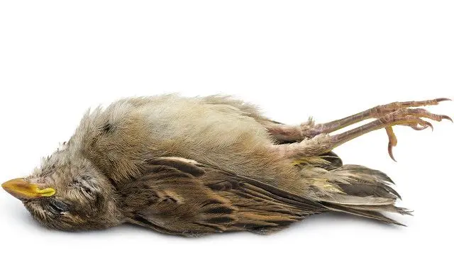 donde van a morir las aves - Qué pasa con los pájaros ancianos