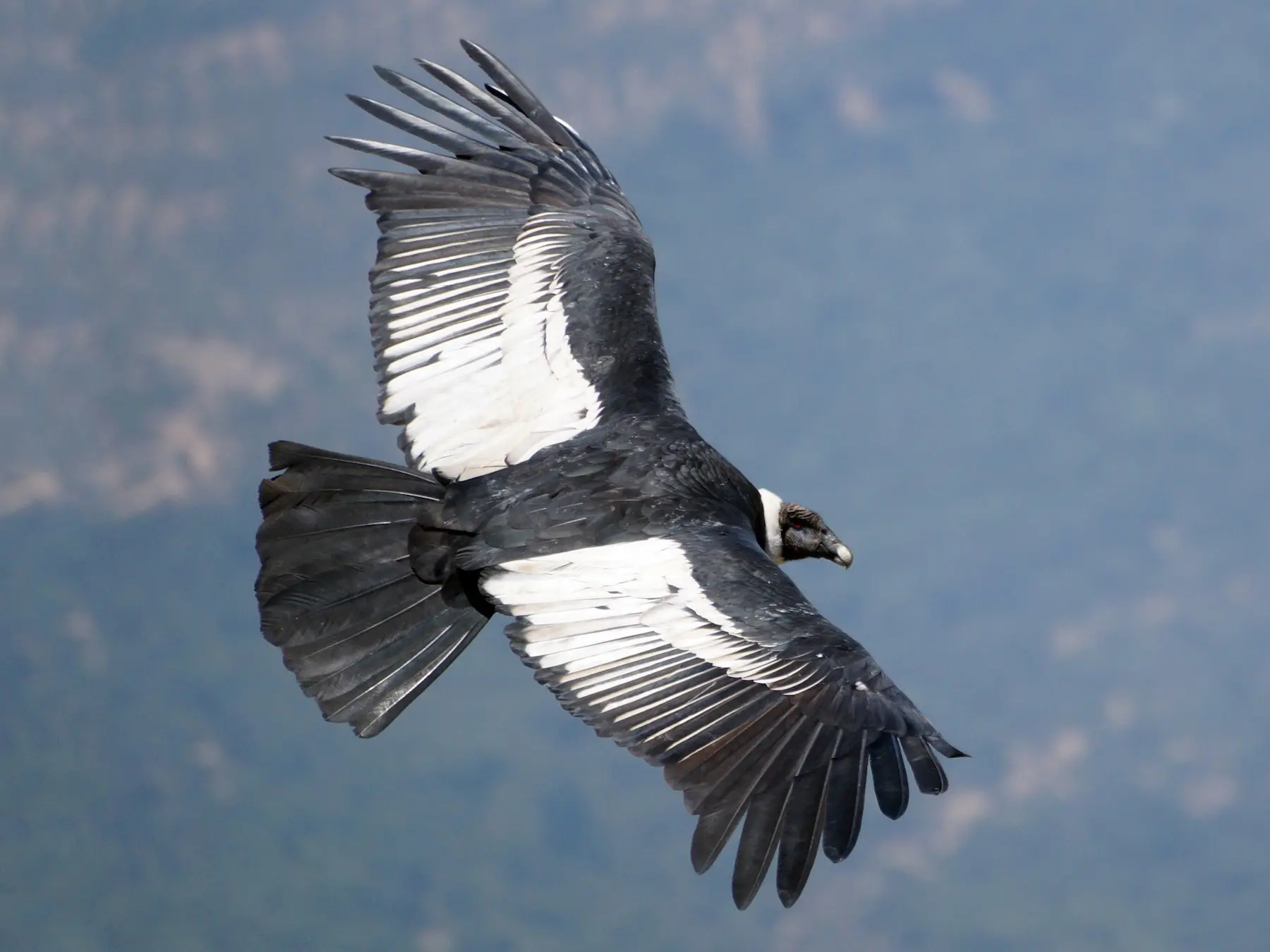 aves argentinas condor suicida - Qué pasa cuando el cóndor envejece