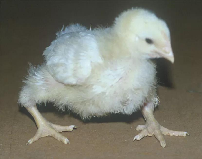 deficiencia de vitamina d en aves - Qué pasa cuando hay una deficiencia de vitamina D