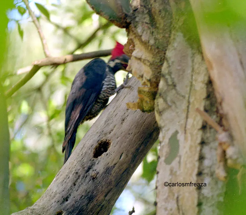 pajaro carpintero picoteando - Qué pasa si a un pájaro carpintero se le cae el pico