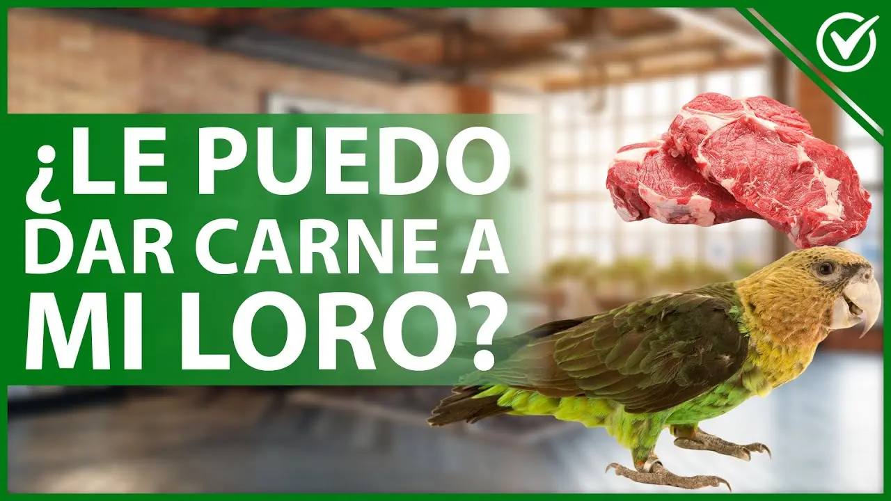 Los loros pueden comer carne: ¿es seguro para ellos? - Qué pasa si los loros comen carne los loros pueden comer carne - Qué pasa si los loros comen carne