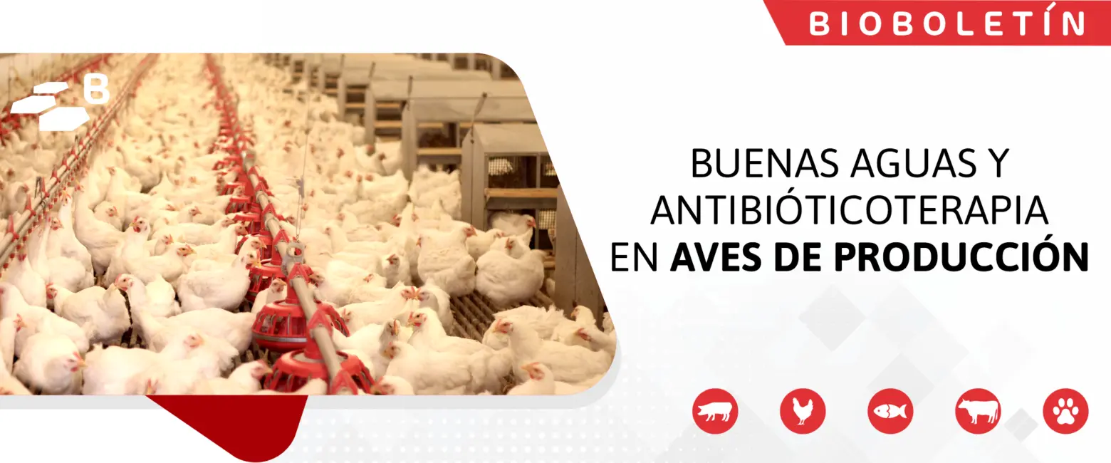 antibioticos en aves y cloro - Qué pasa si me paso de agua en un antibiótico