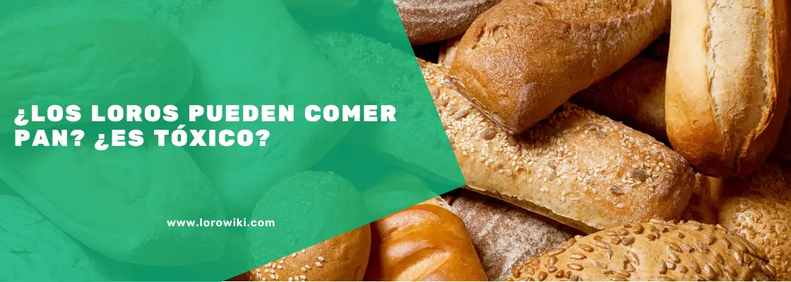 los loros pueden comer pan - Qué pasa si mi loro come pan