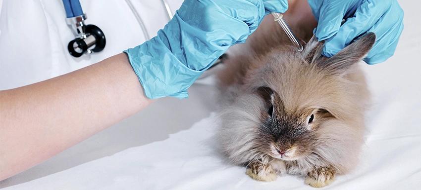 Antiparasitario interno para aves conejos: la importancia de la desparasitación - Qué pasa si no Desparasitas a un conejo antiparasitario interno para aves conejos - Qué pasa si no Desparasitas a un conejo