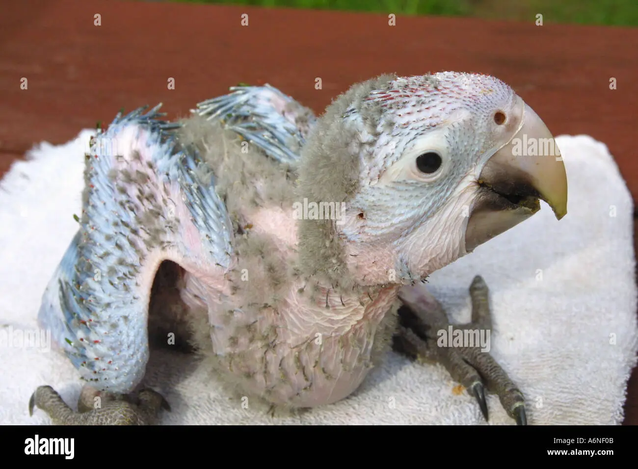 Hepatomegalia en loros pichones: causas, tratamiento y prevención - Qué pasa si no se trata la hepatomegalia hepatomegalia en loros pichones - Qué pasa si no se trata la hepatomegalia