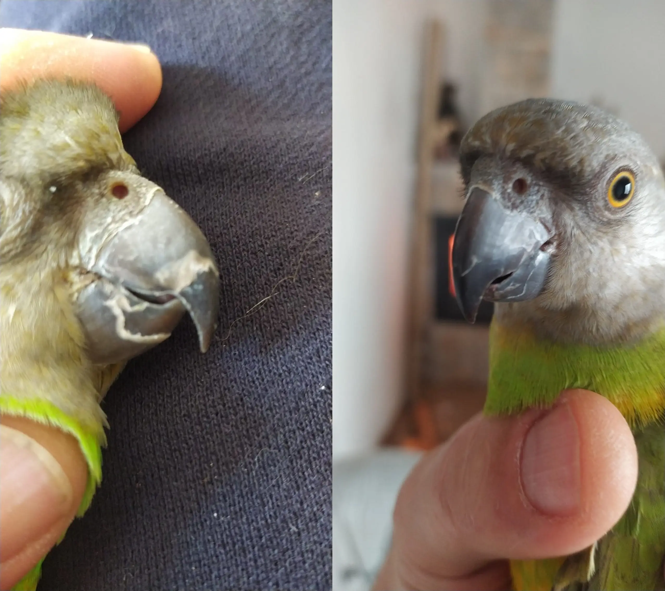 acaros de aves y alergias respiratorias - Qué pasa si respiro ácaros