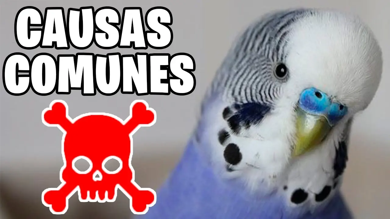 se muroeron dos loros autralianos - Qué pasa si se muere la pareja de un loro