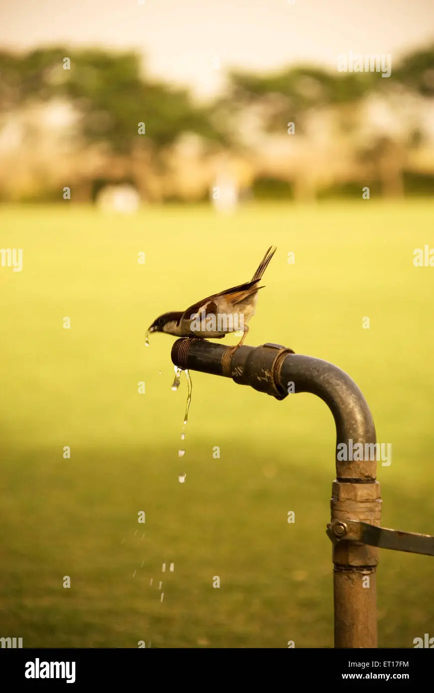 ave toma agua podrida - Qué pasa si tomo agua con lama