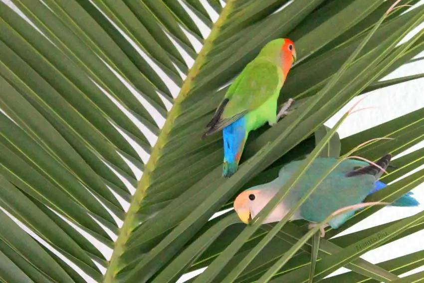 ¿Es tóxica la planta de limón para el loro? - Qué pasa si un loro come limón es toxico la planta de limon para el loro - Qué pasa si un loro come limón