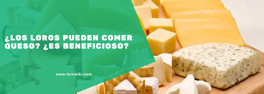 ¿Qué pasa si le damos queso a los loros? - Qué pasa si un loro come queso que pasa si le damos queso a los loros - Qué pasa si un loro come queso