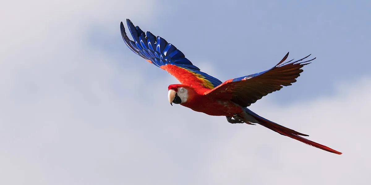 como es avion llamado guacamayo de venezuela - Qué pasó con el helicóptero la guacamaya