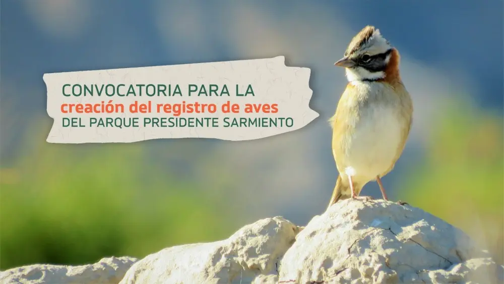 a que aves trajo sarmiento - Qué pasó con los gorriones en Buenos Aires