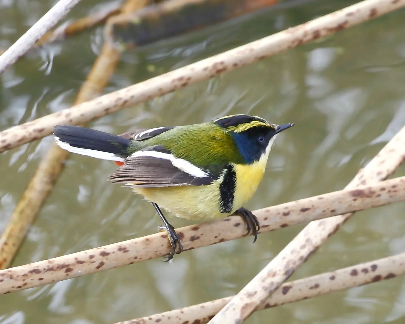 el nombre de jujuy no viene de un pajaro - Qué pasó el 19 de abril de 1593 en Jujuy
