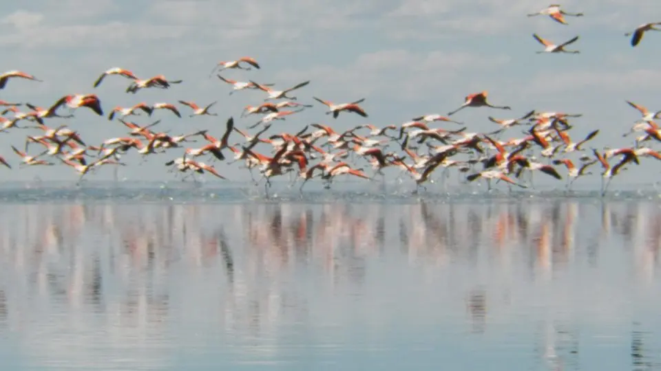 aves acuaticas de mendoza - Qué peces hay en Mendoza