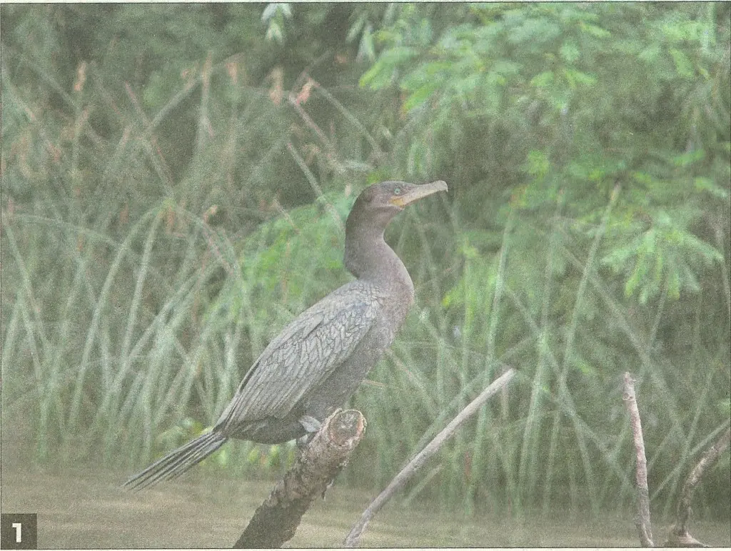 aves acuáticas de santa fe - Qué peces hay en Santa Fe