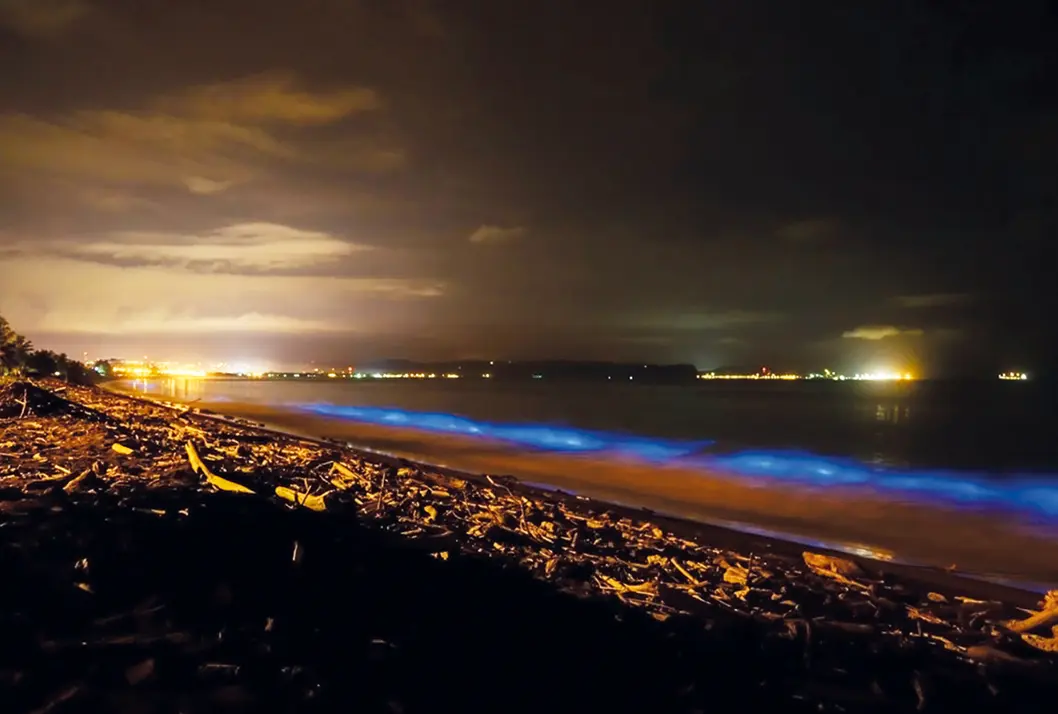 aves bioluminiscentes - Qué pez atrae a sus presas mediante la bioluminiscencia