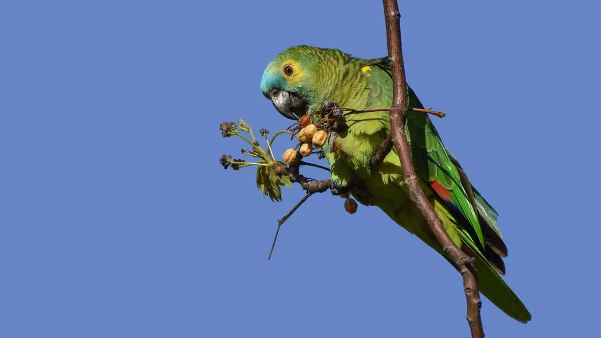 Puede un loro comer pipas saladas y tostadas? - Qué pipas comen los loros puede un loro poder comer pipas saladas y tostada - Qué pipas comen los loros