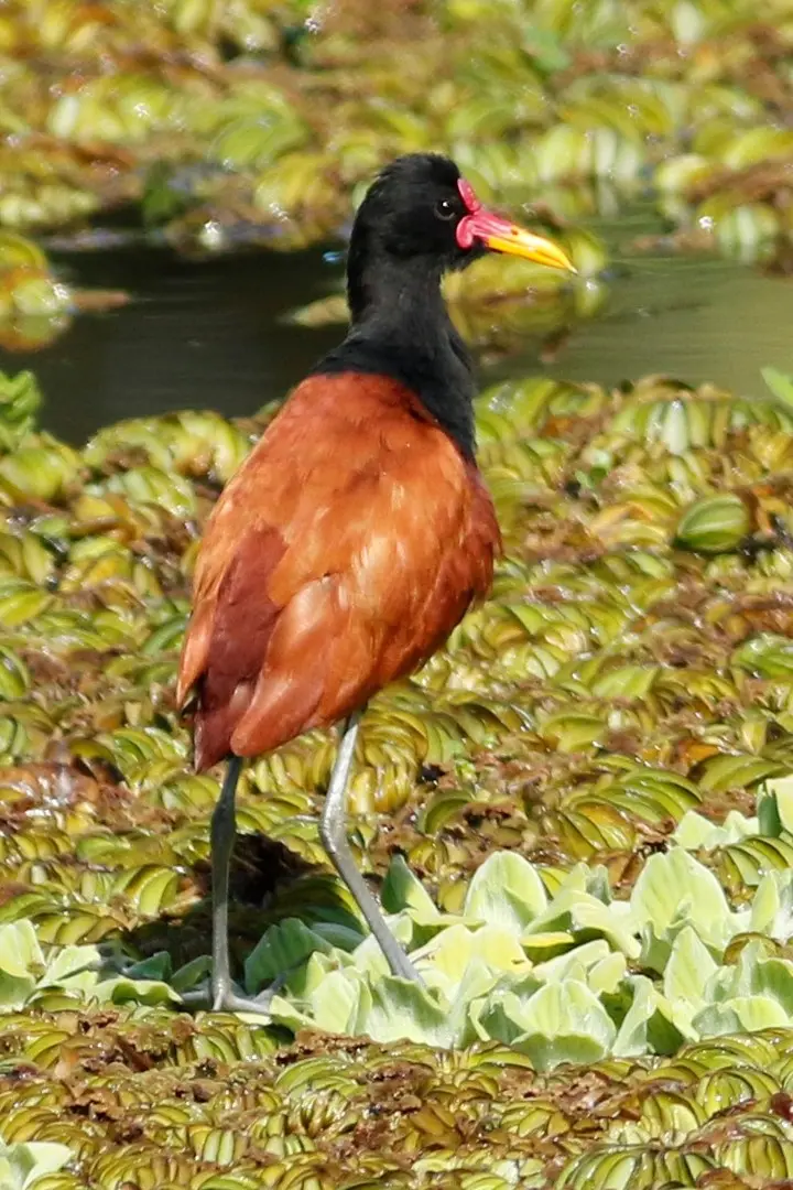 aves de la reserva ecologica costanera sur - Qué plantas hay en la Reserva Ecológica Costanera Sur