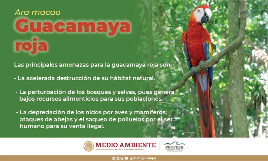 causas de extincion del guacamayo rojo - Qué podemos hacer para evitar que se extinga el guacamayo rojo