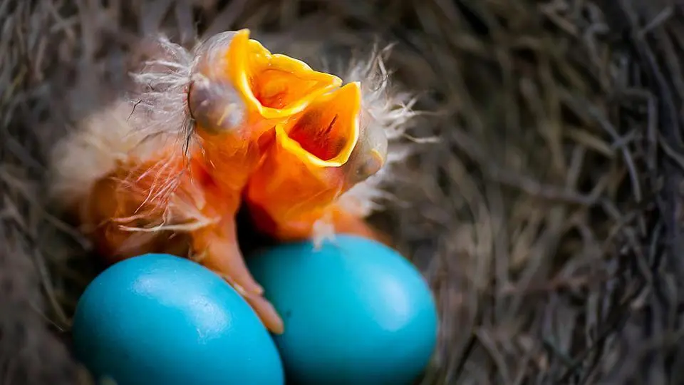Qué ave pone huevos color azul - Qué ponen los huevos azules que ave pone huevos color azul - Qué ponen los huevos azules