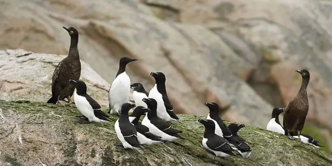 aves amenazas - Qué problemas ambientales amenazan la conservación de las aves