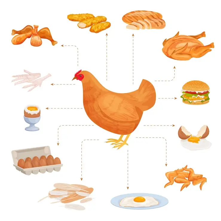 productos derivados de las aves - Qué productos nos dan las aves